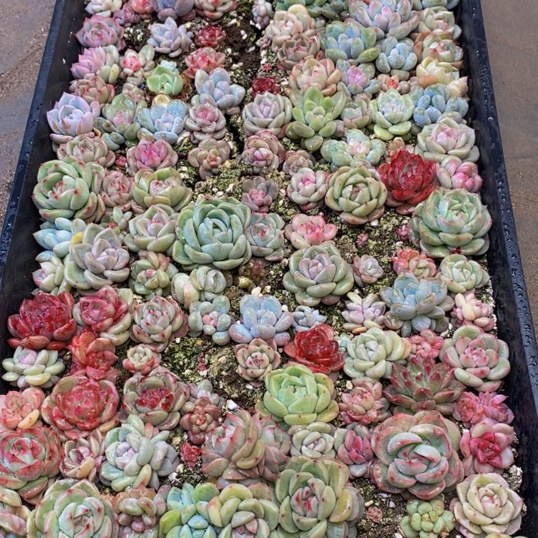 小*雯499点人气爆棚的时候我