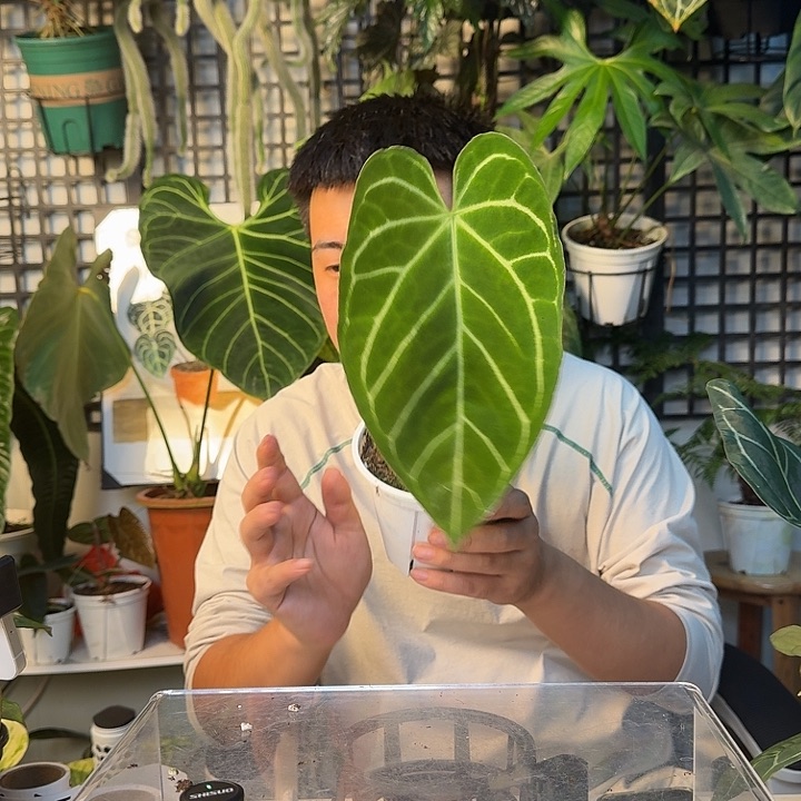 完全开放哥伦比亚花烛H91