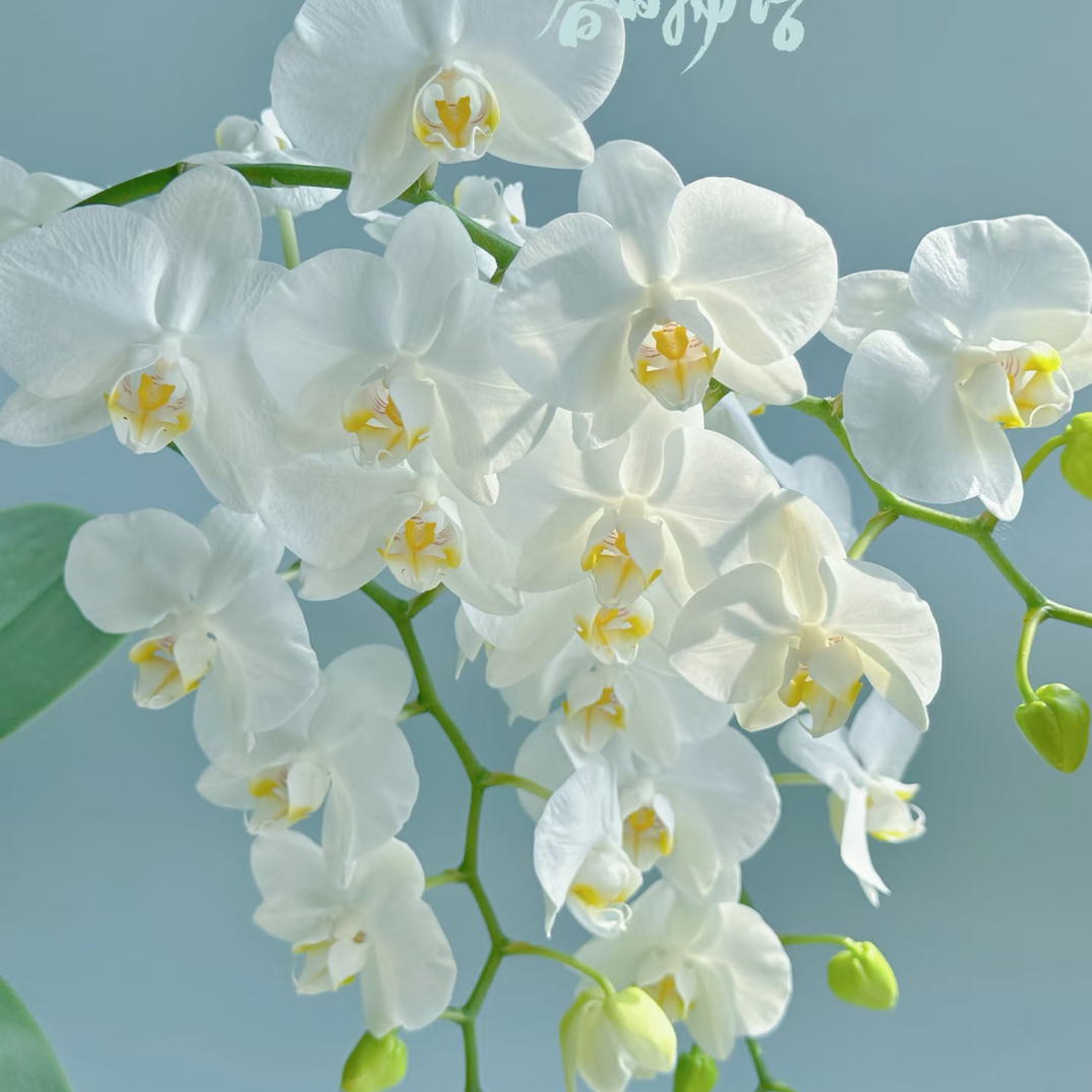 【阿玛蝴蝶兰——夫妻俩的小花园】真心推荐