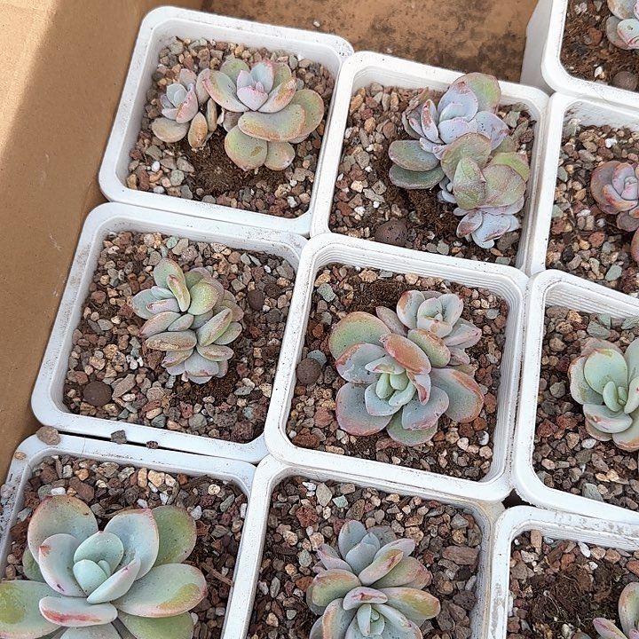 ⭐️****青蛙王子儿童牙膏111