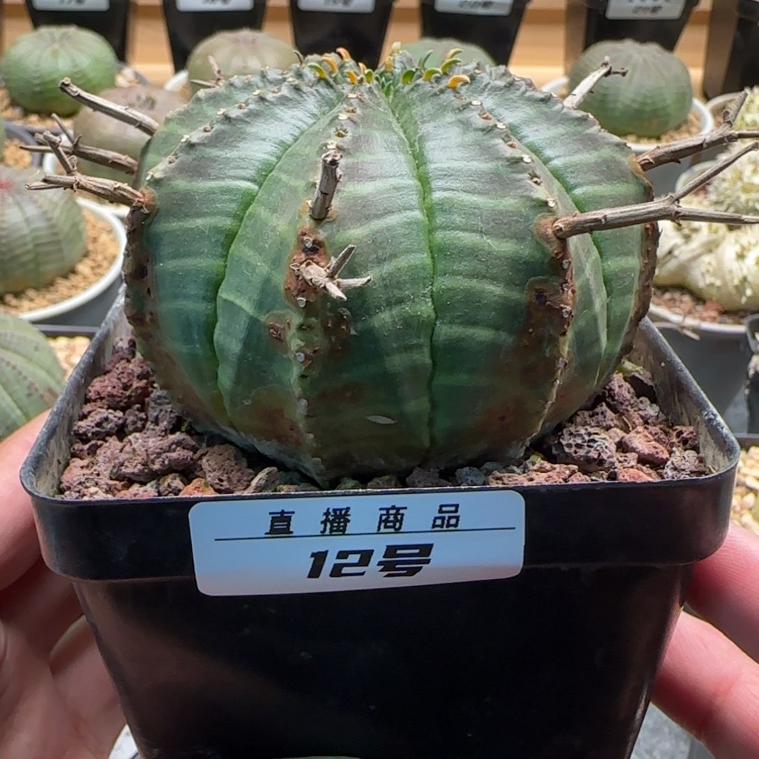 伦***天实生园艺，法丽达，带盆发货，12号