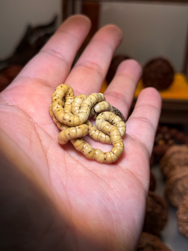 文玩星月菩提-数星星大肠星月菩提尺寸5！