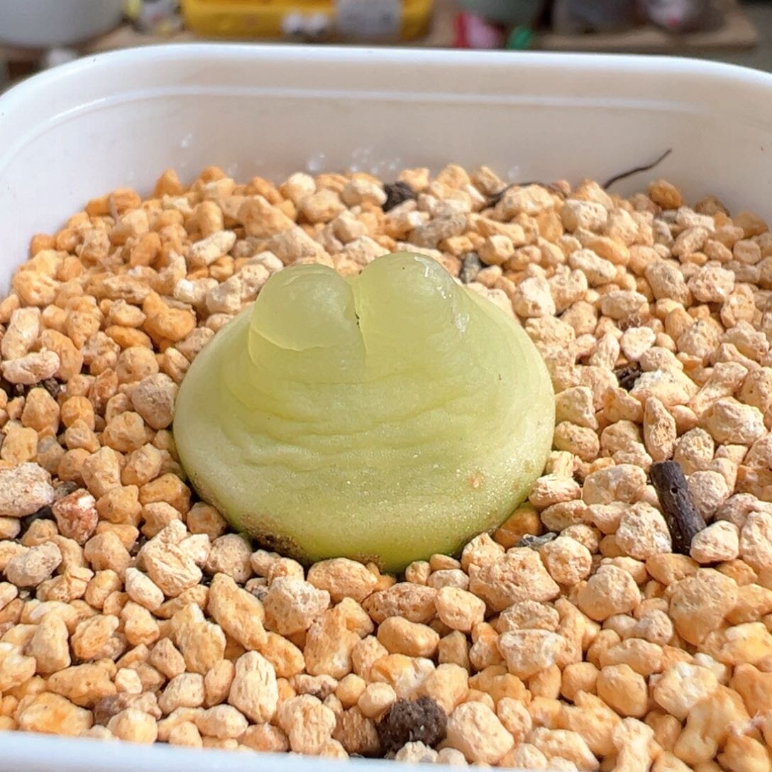 多肉植物33号拉登