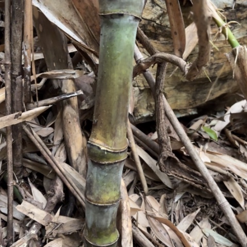 大***雄实心竹竹竹竹竹竹竹竹竹竹竹