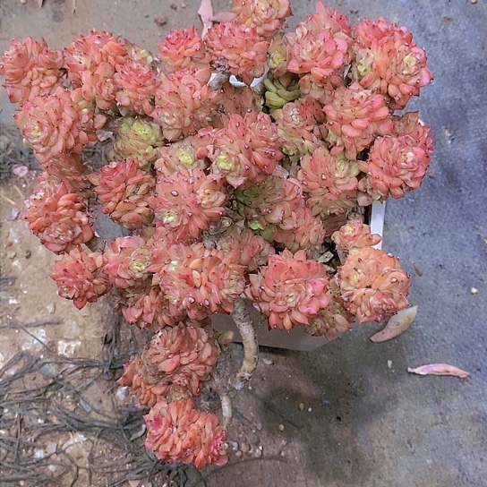 二*腊牡丹多肉植物群