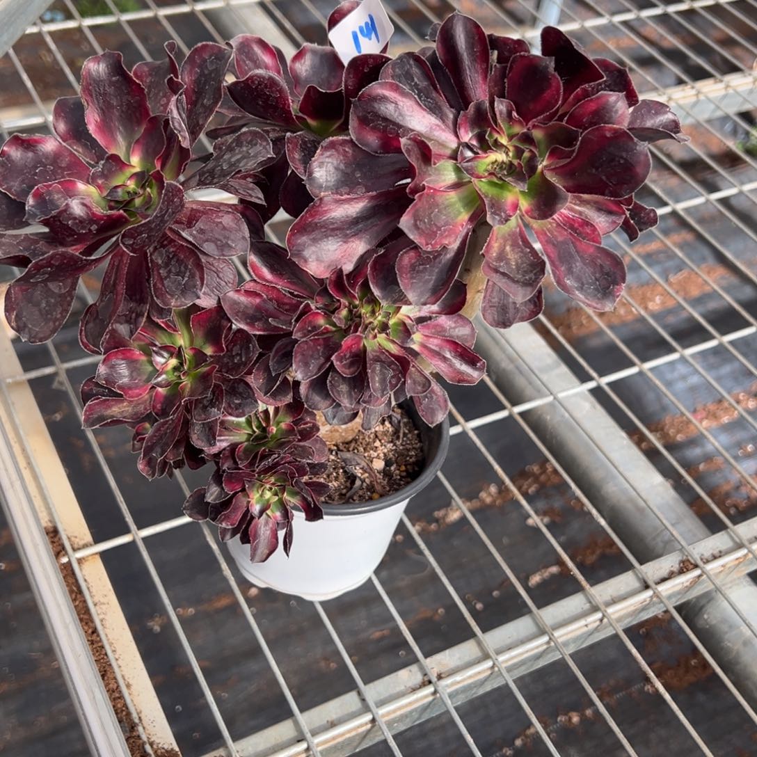 141巫毒白缀多肉多肉多肉