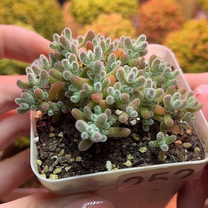 无花朵252冰晶草莓