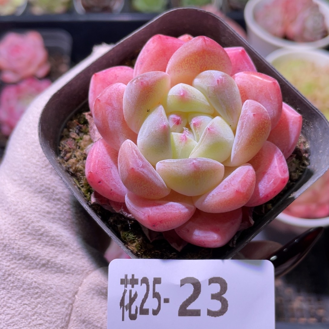 花利美25-23冰糖单头