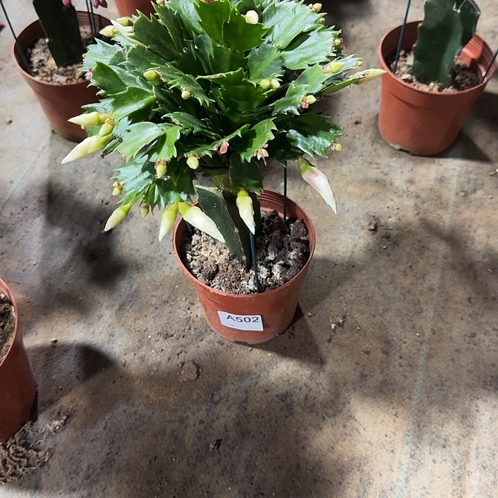 感***悟大部分开放少量花苞502嫁接白天