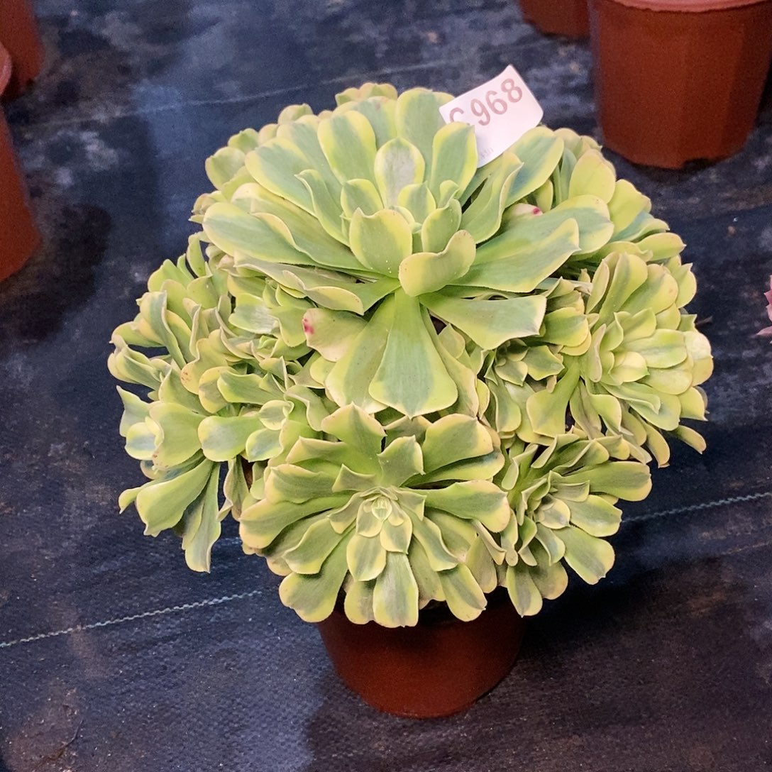 绿豆沙968多肉111111