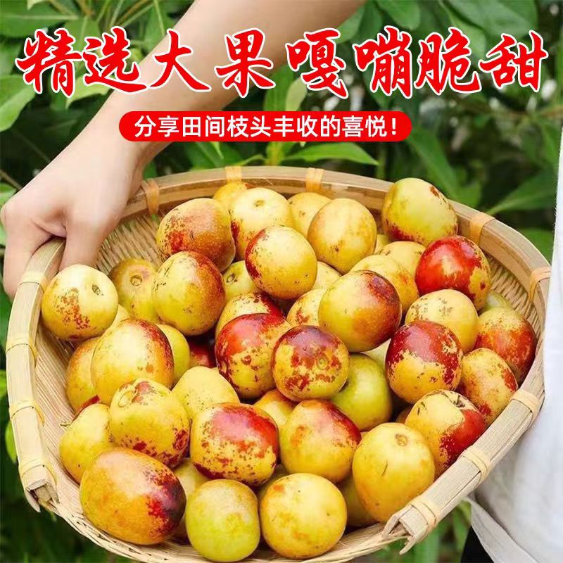 4A级冰糖冬枣3斤新鲜脆甜多汁当季水果包邮到家