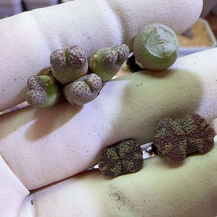 780福利福利福利福利