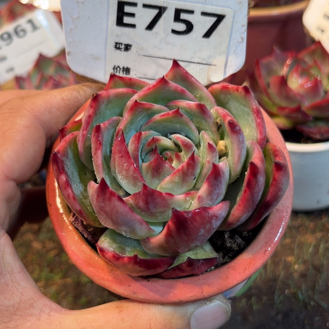 惊鸿一瞥757好多肉