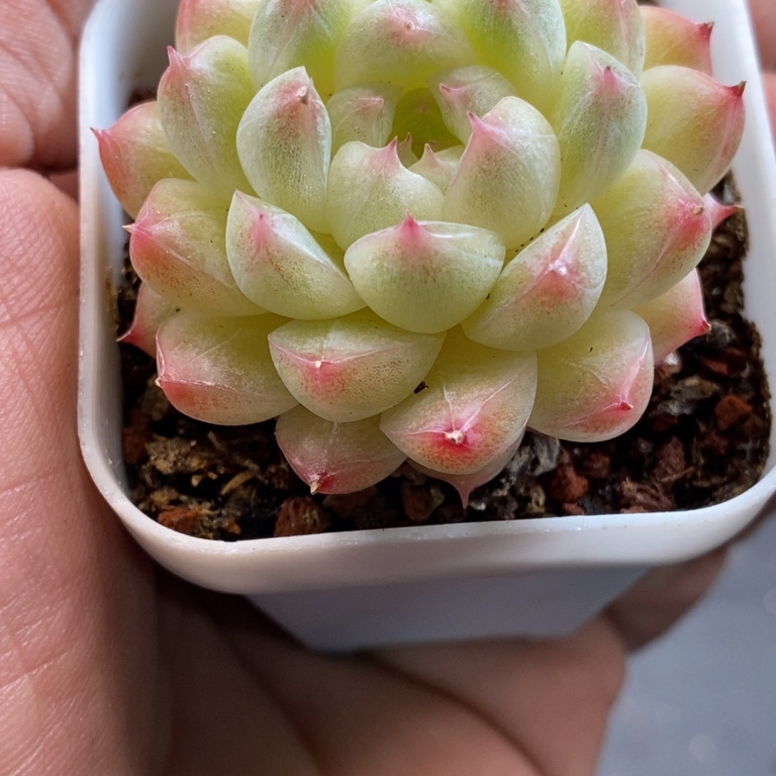 天官赐福百无禁忌