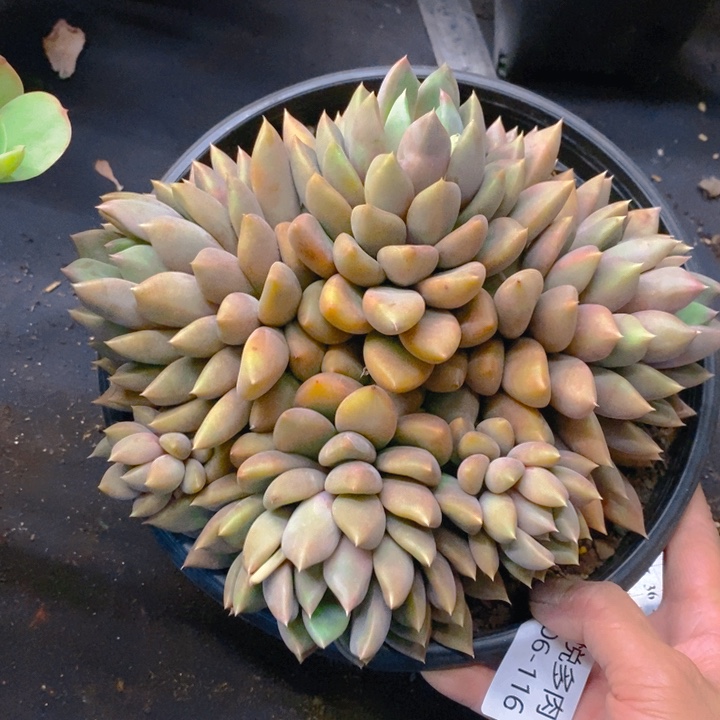 夏悅多肉 0306-116象牙