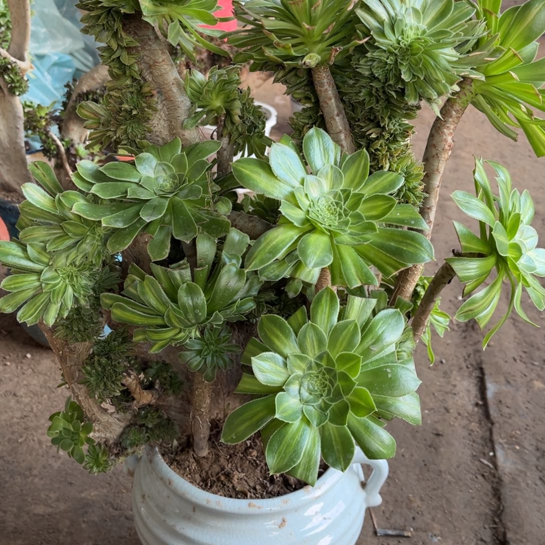 鲜花绿植一物一拍