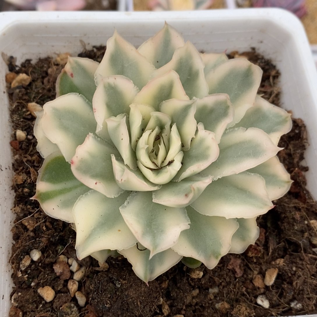 紫蝴蝶锦多肉植物z2