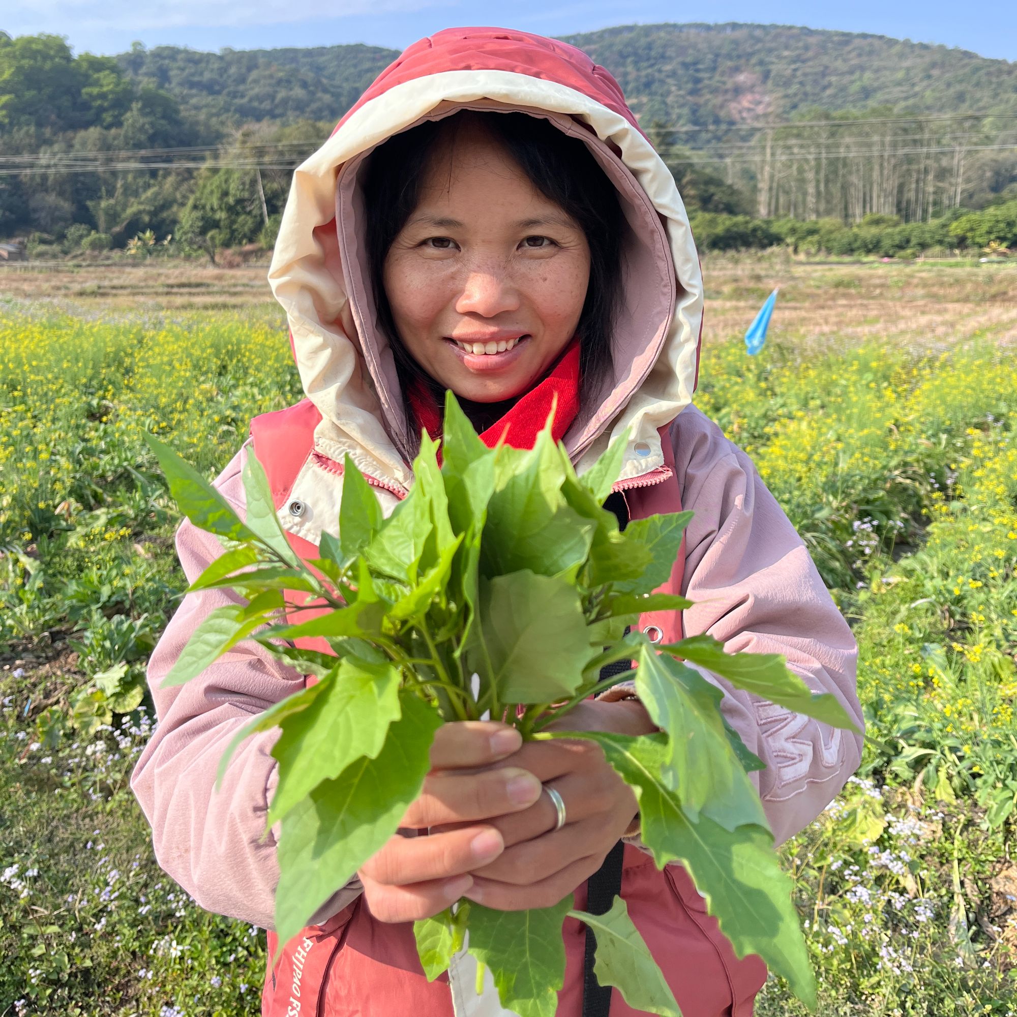 百花菜 有机肥地 野菜 上汤 清热 1斤/3斤
