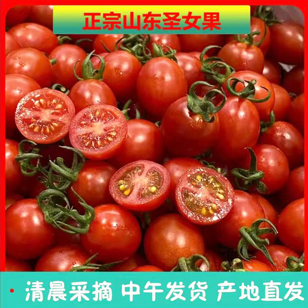 山东正宗小番茄酸甜爆汁现摘现发整箱包邮