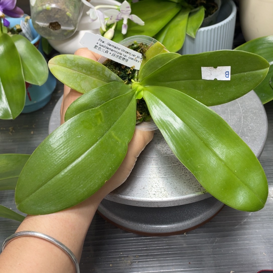 当前无花栽培后可以开花gv路德，2.5