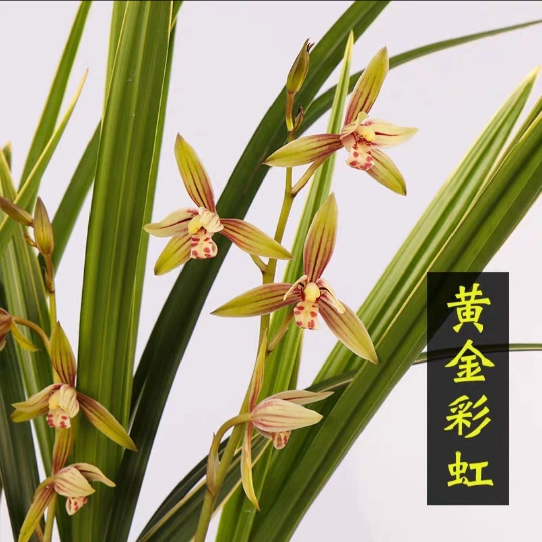 建兰带花苞花艺双全黄金彩虹 浓香兰花室内绿植盆栽花卉