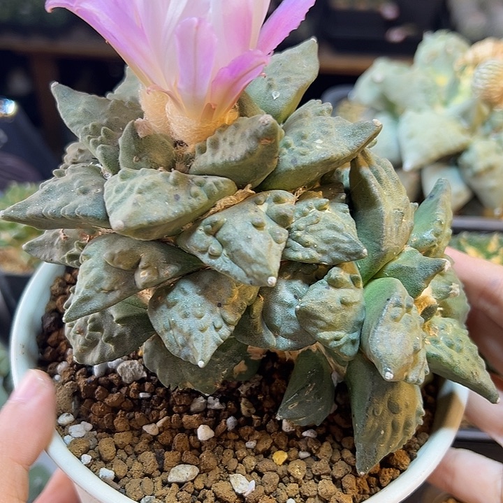 59号萝卜根怒涛15公分