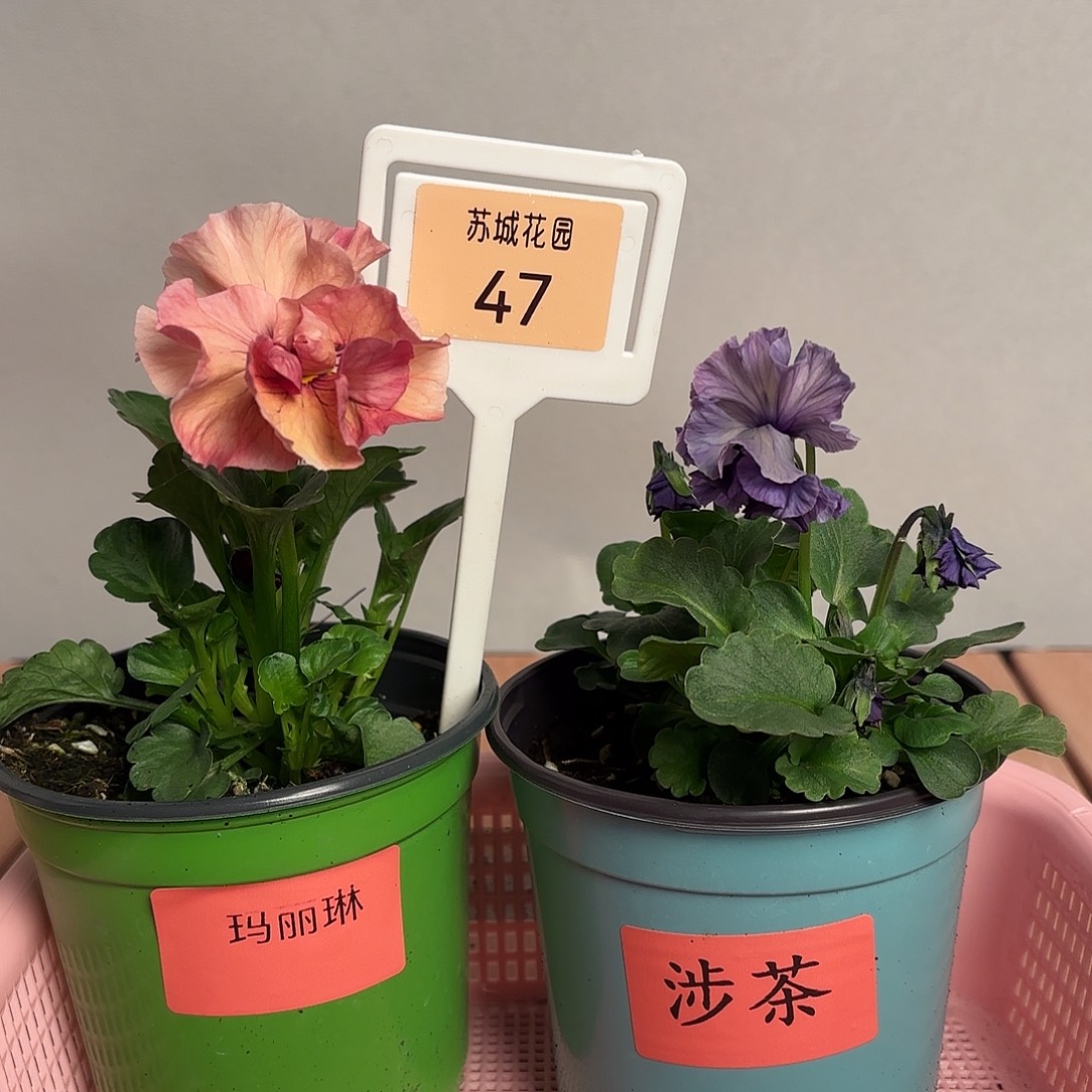 大部分开放少量花苞47