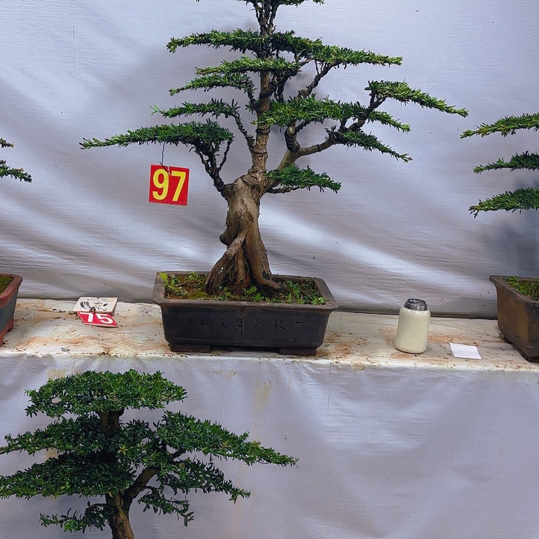 无花朵罗汉松盆景