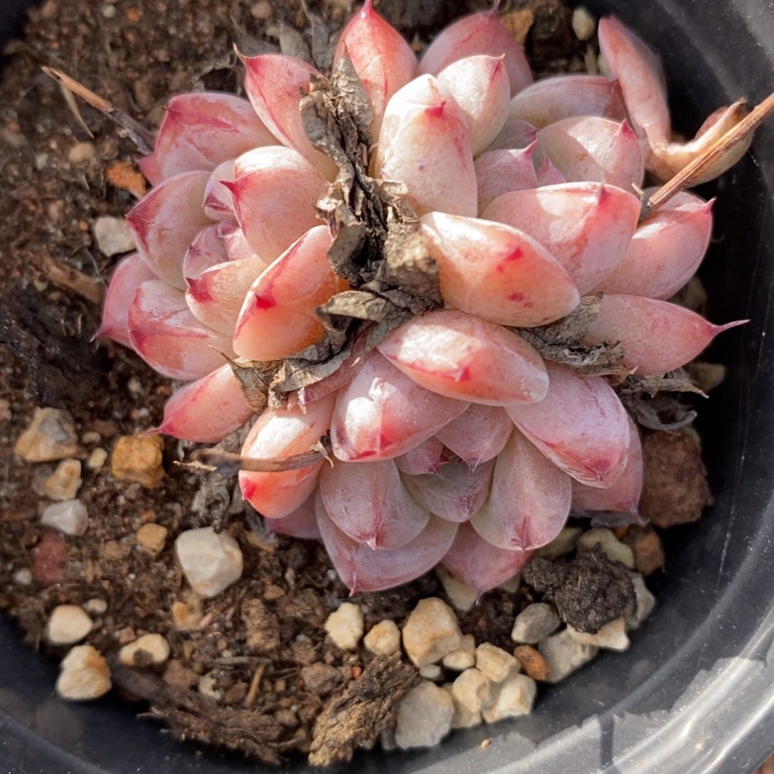 一物一拍多肉植物，下滑更多品种选择