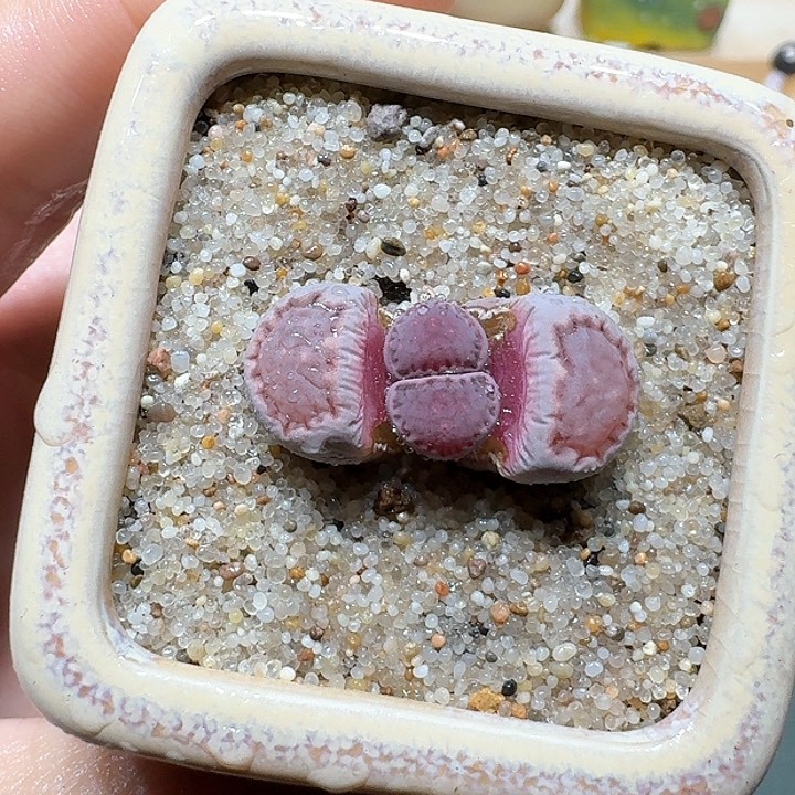 红陶蘑菇705紫饼