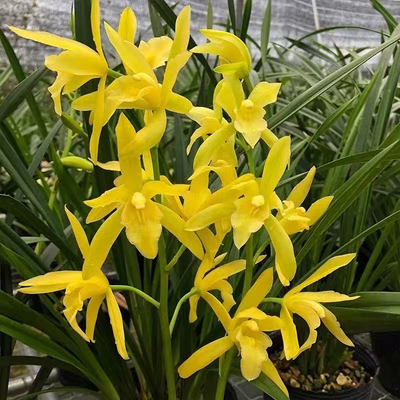 精品兰花【黄金小神童】【黄金香水兰】带花剑花苞的室内高档好养花卉