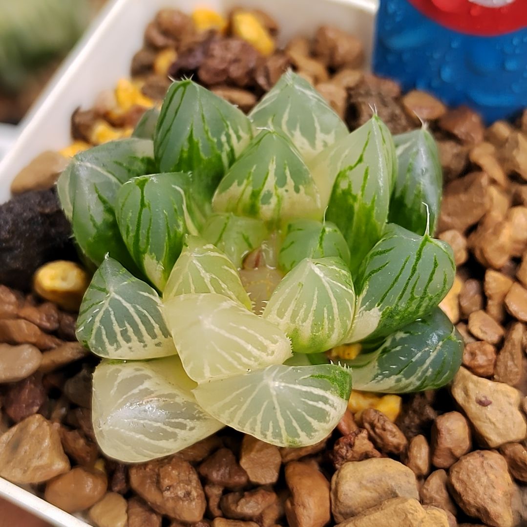 85号 龙爪玉露锦4厘米左右一物一拍带盆