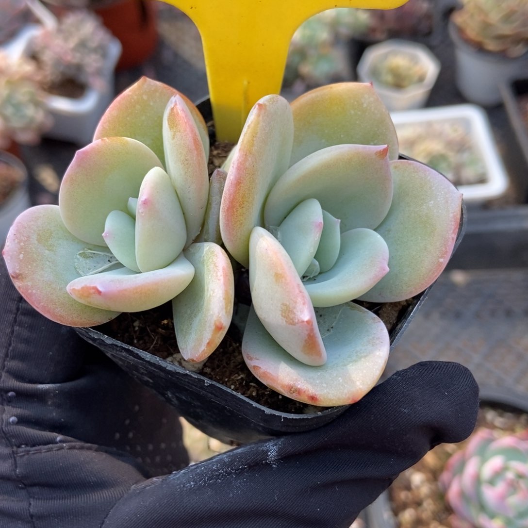 萌*哒6105奶茶多肉植物保护