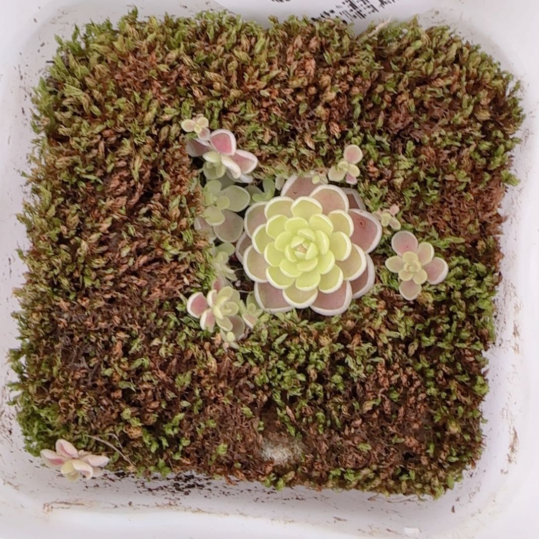 花语多肉1213-69爱丽丝