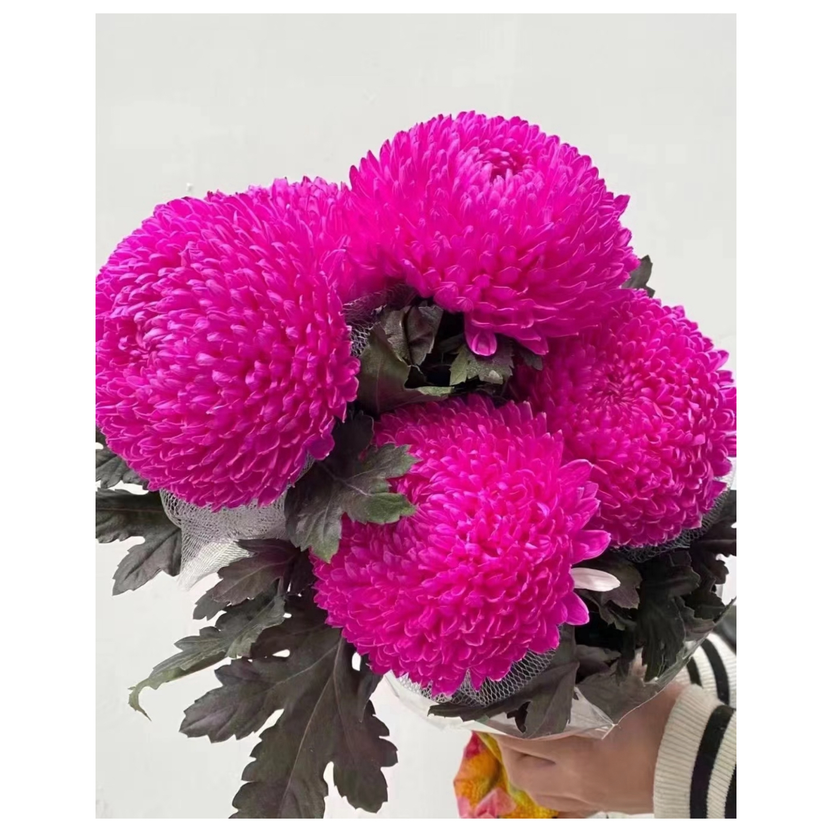 A级稀有混色牡丹菊云南直发冷链包邮家用鲜花