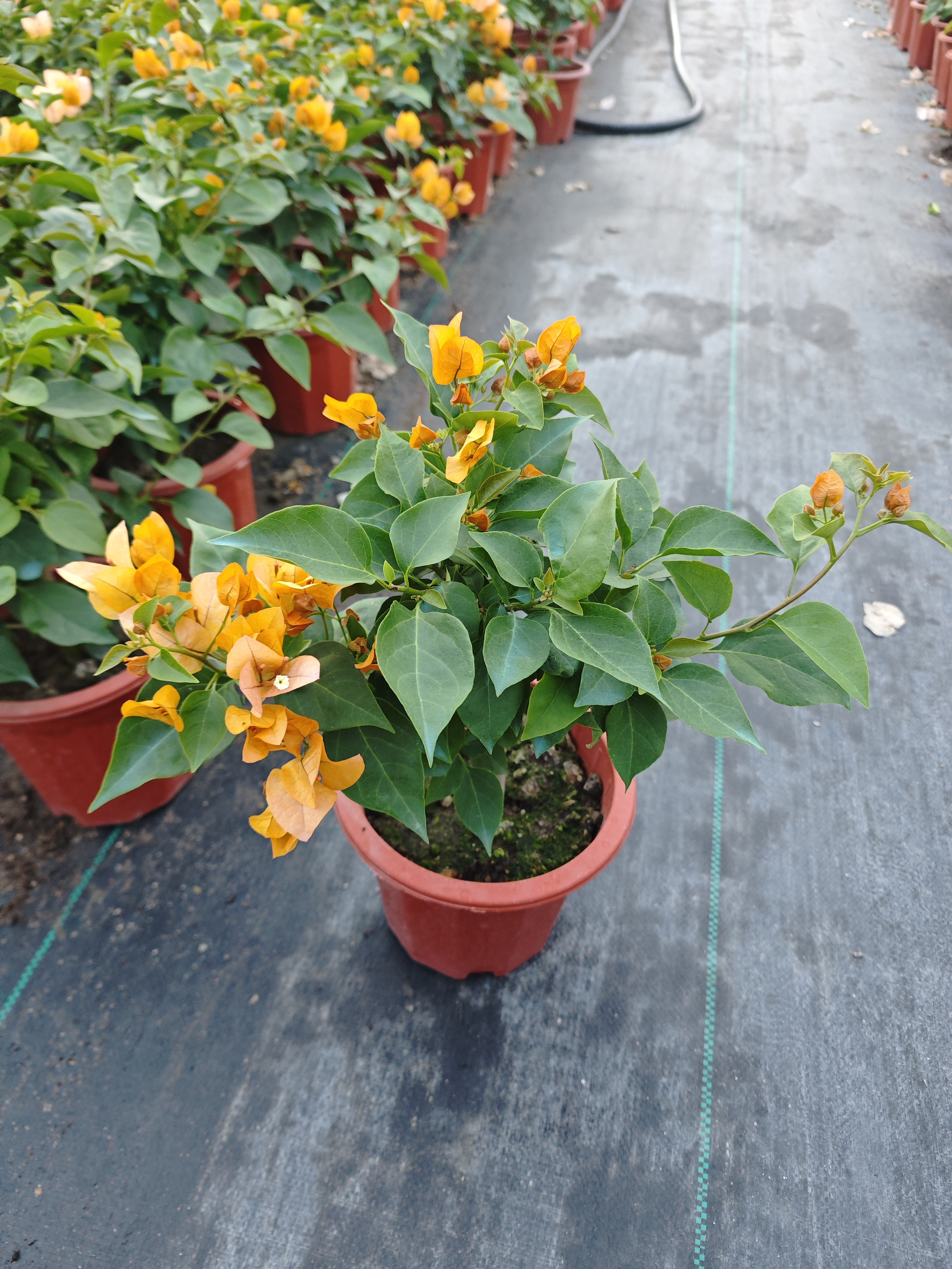 【金色光辉三角梅】勤花变色黄色变粉