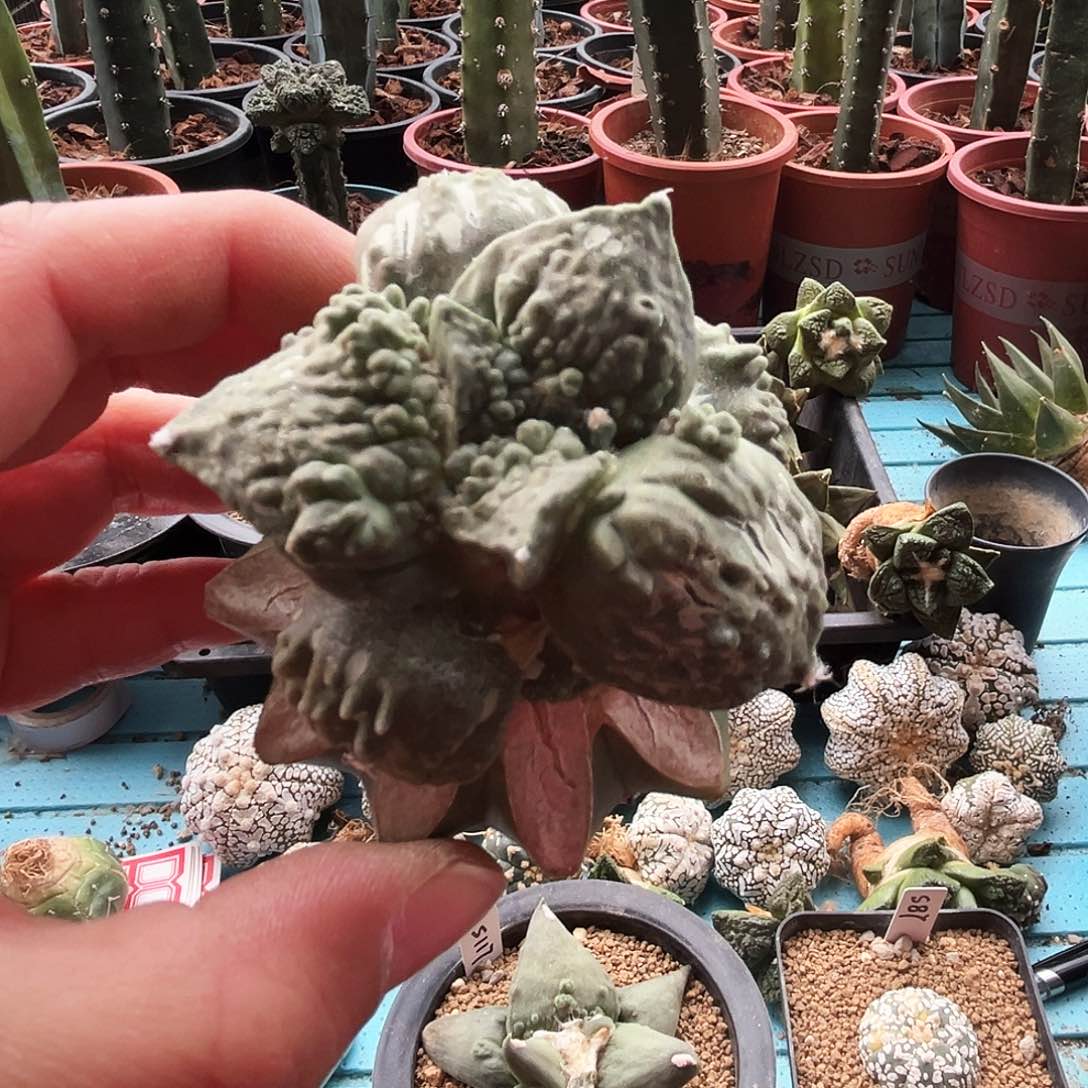333怒涛牡丹新年快乐mmm