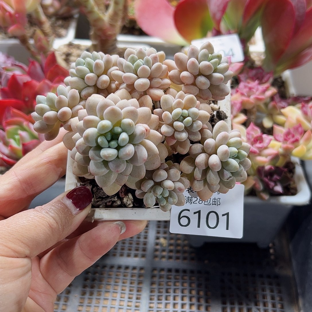 9号我们的确是一个很6101