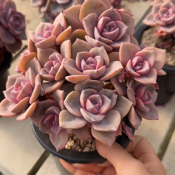 彩虹糖多肉植物的种子