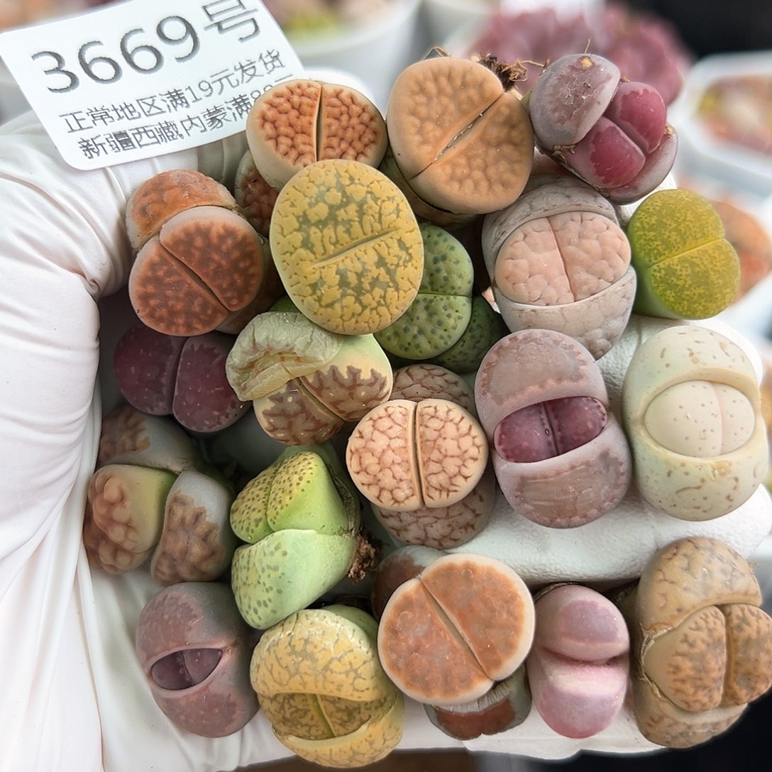 好养易活生石花大母本3669共20个开播福利