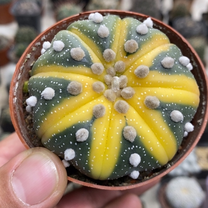 大号西瓜兜特价福利