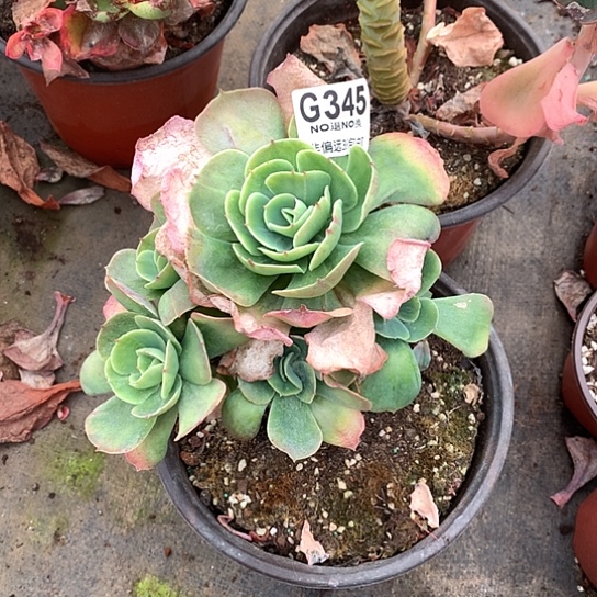 璇***子杂交345 全场默认微瑕7-8天fahq