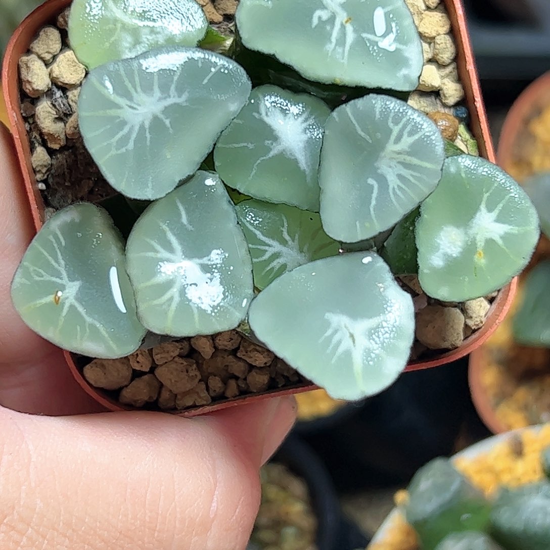 星万象十二卷十二