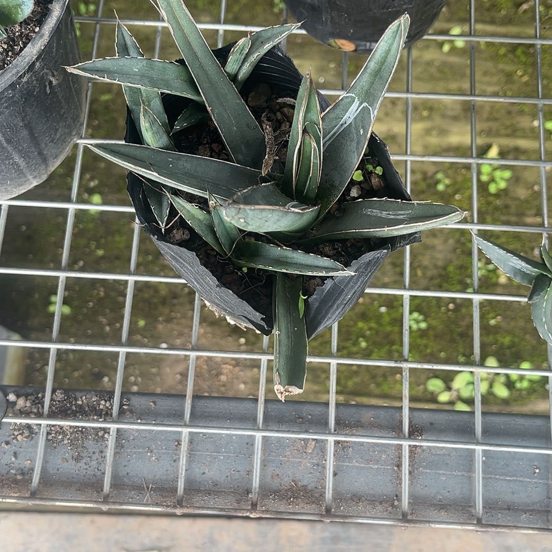 曰***豹流星龙舌兰花卉绿植