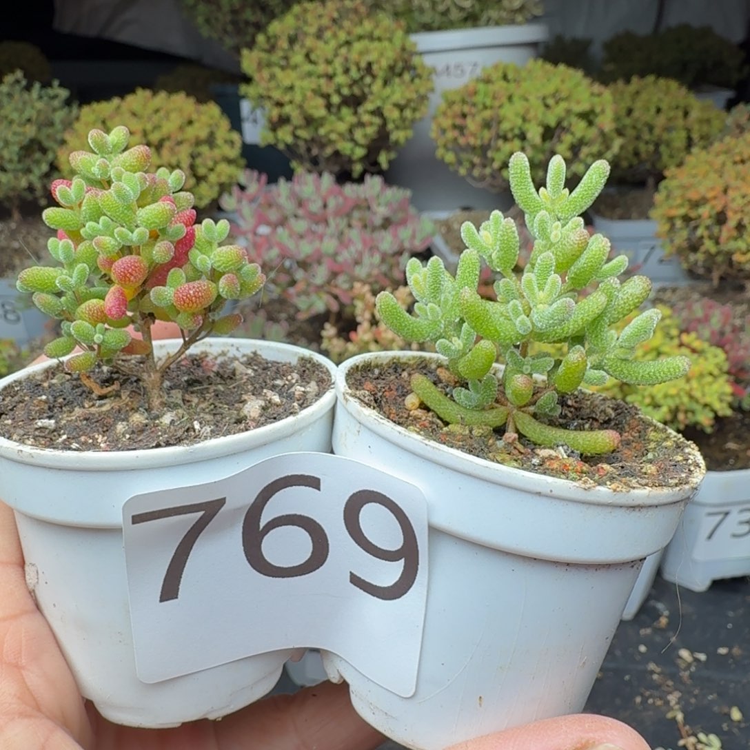 769蜜冰冰糖套餐一物一拍