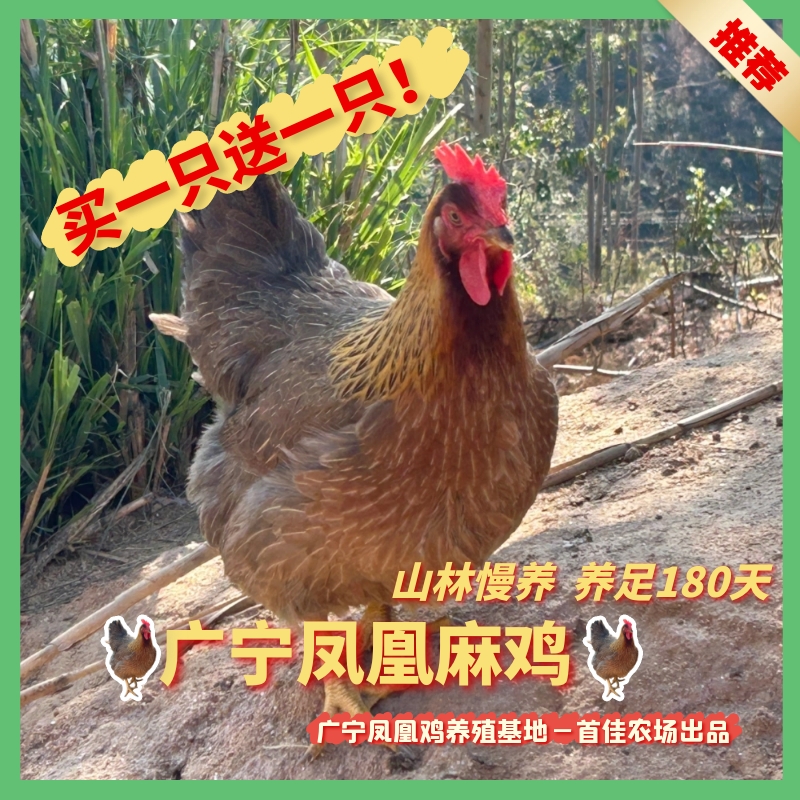 【手工现宰】广宁高山凤凰麻鸡散养180天两只装活重8斤净重5.5斤起