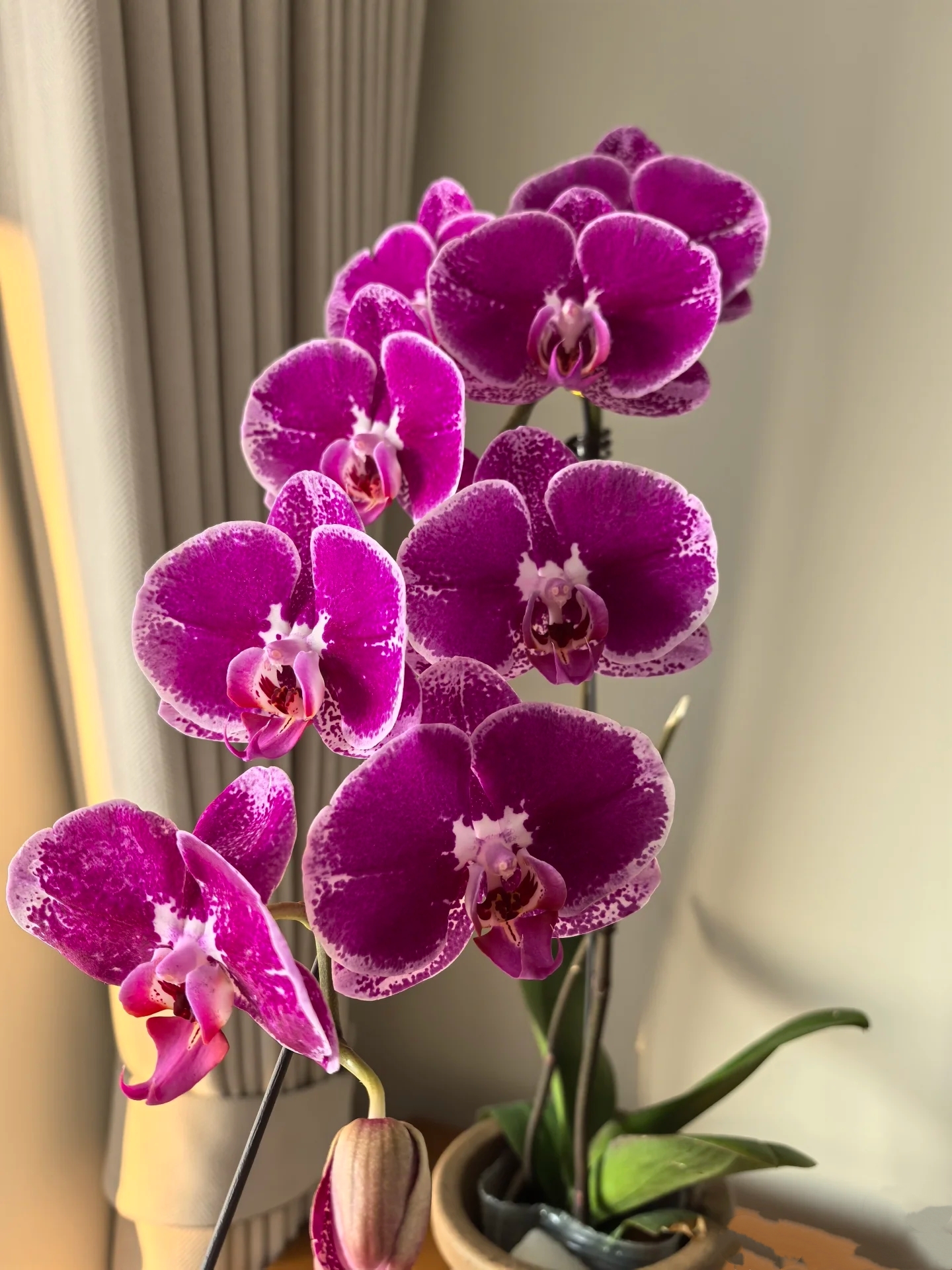 【福利款】大财主胡蝶兰带花剑兰花2.8寸杯