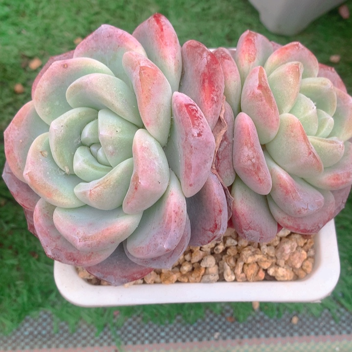 多肉乐园精品冰玉