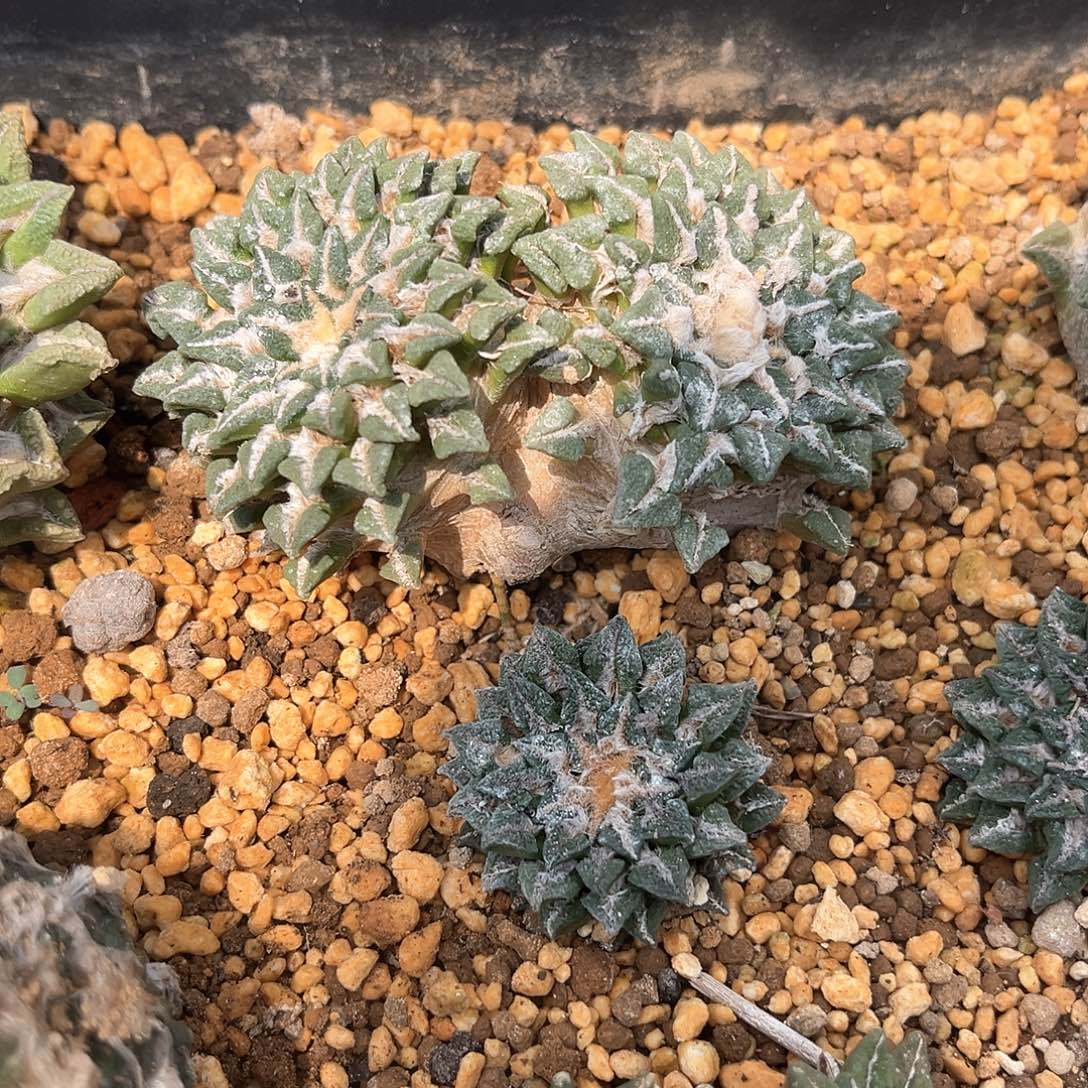 清***风青风双头黑一个好好好