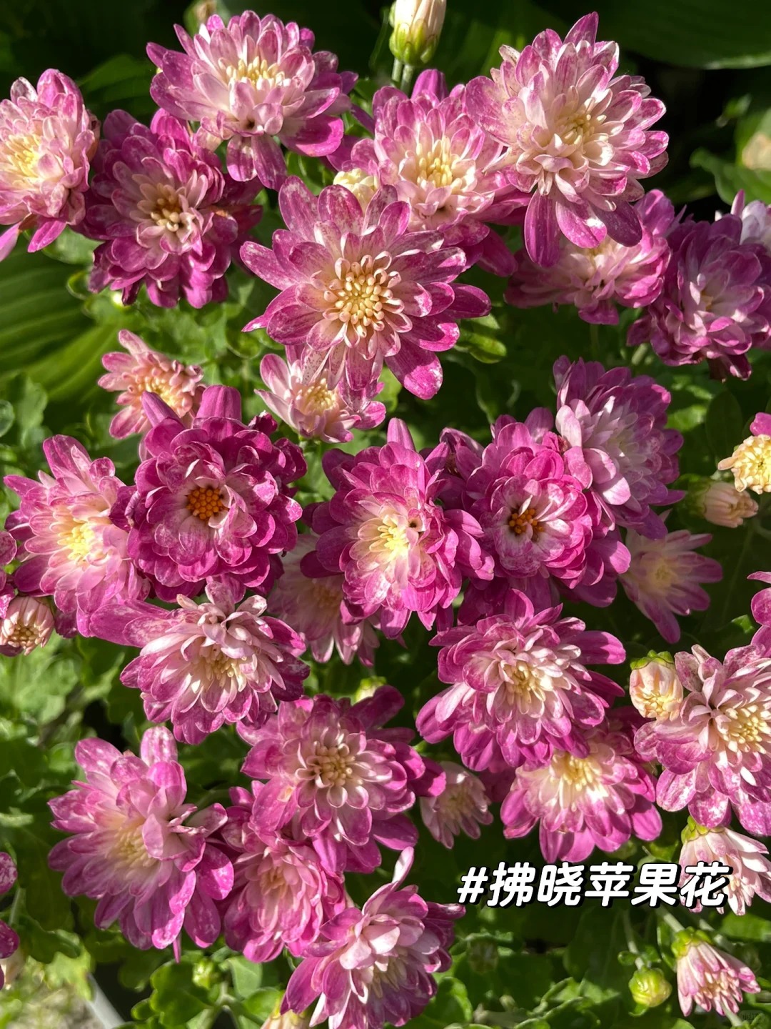 【库克】球菊盆栽千头菊菊耐热花期长带花苞室内外好养